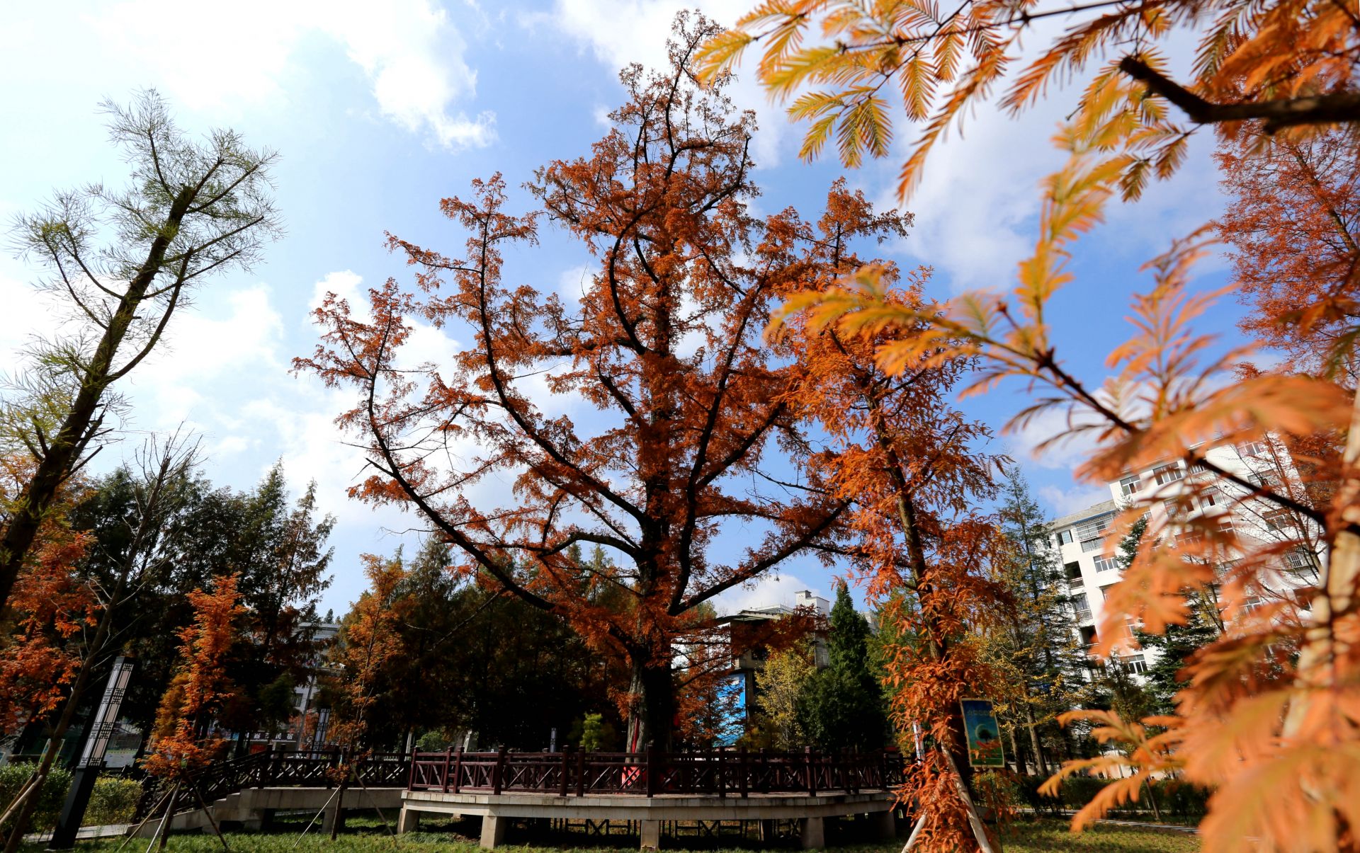 水杉王 _云上利川