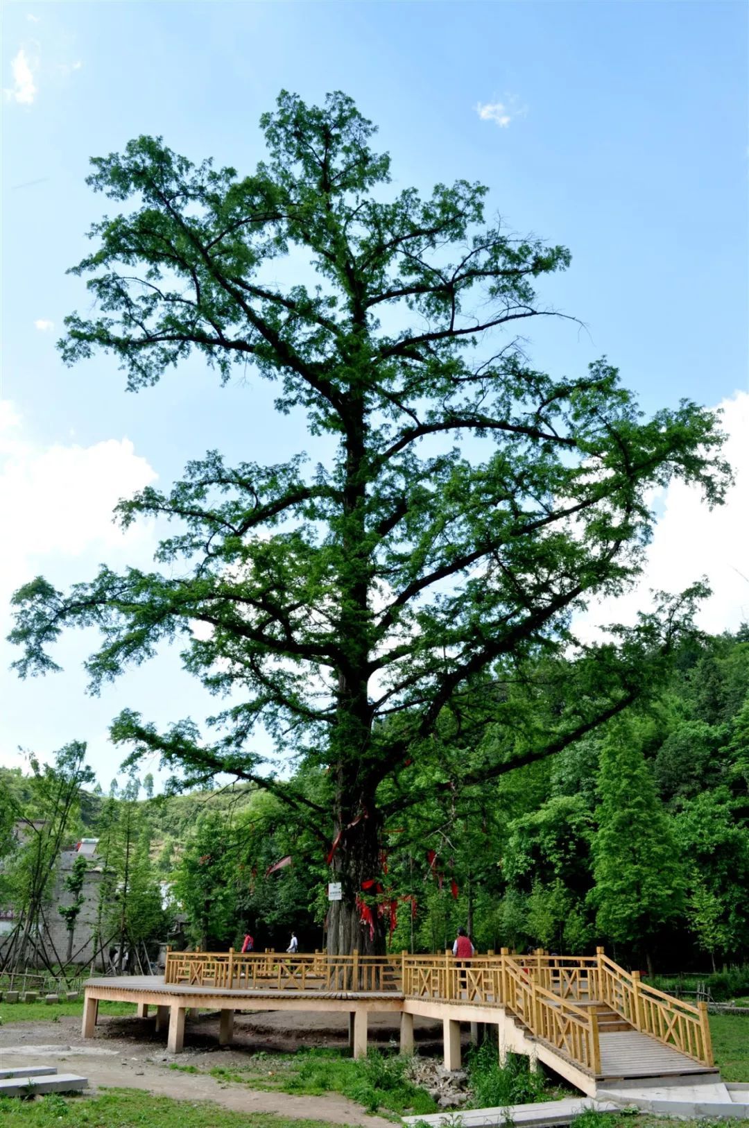 (水杉王 何泽勋摄)水杉自在利川山中发现后,已被引种到五十多个国家和