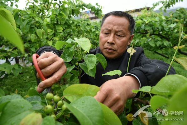 劳模风采潘贤成玩种梨越玩越上瘾