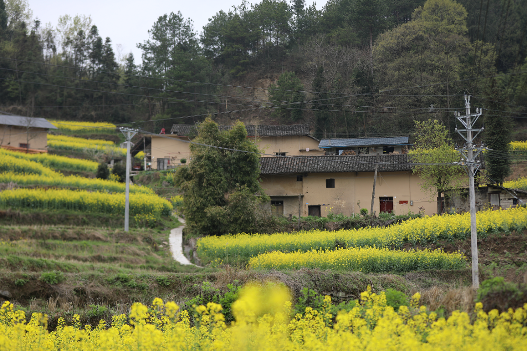 來吧3月31日我們一起去牛洞坪盪漾花海