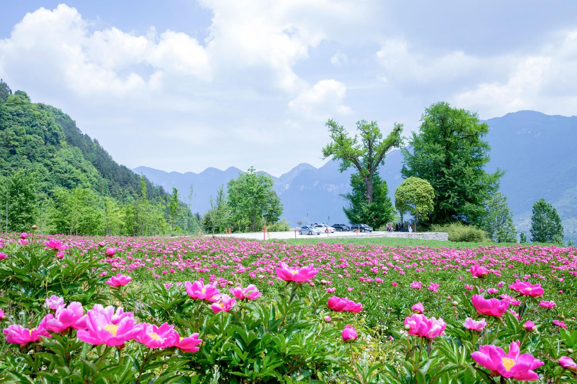 5月9日,在巴东县茶店子镇下坪村百亩芍药基地,满园的芍药花竞相怒放