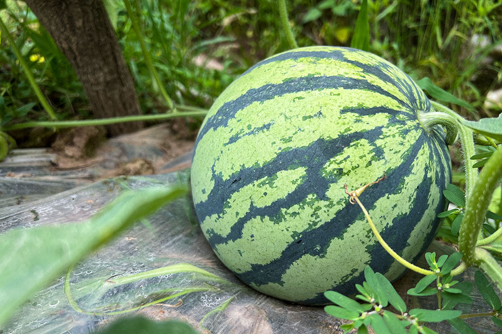 组图巴东本地西瓜上市甜美诱人