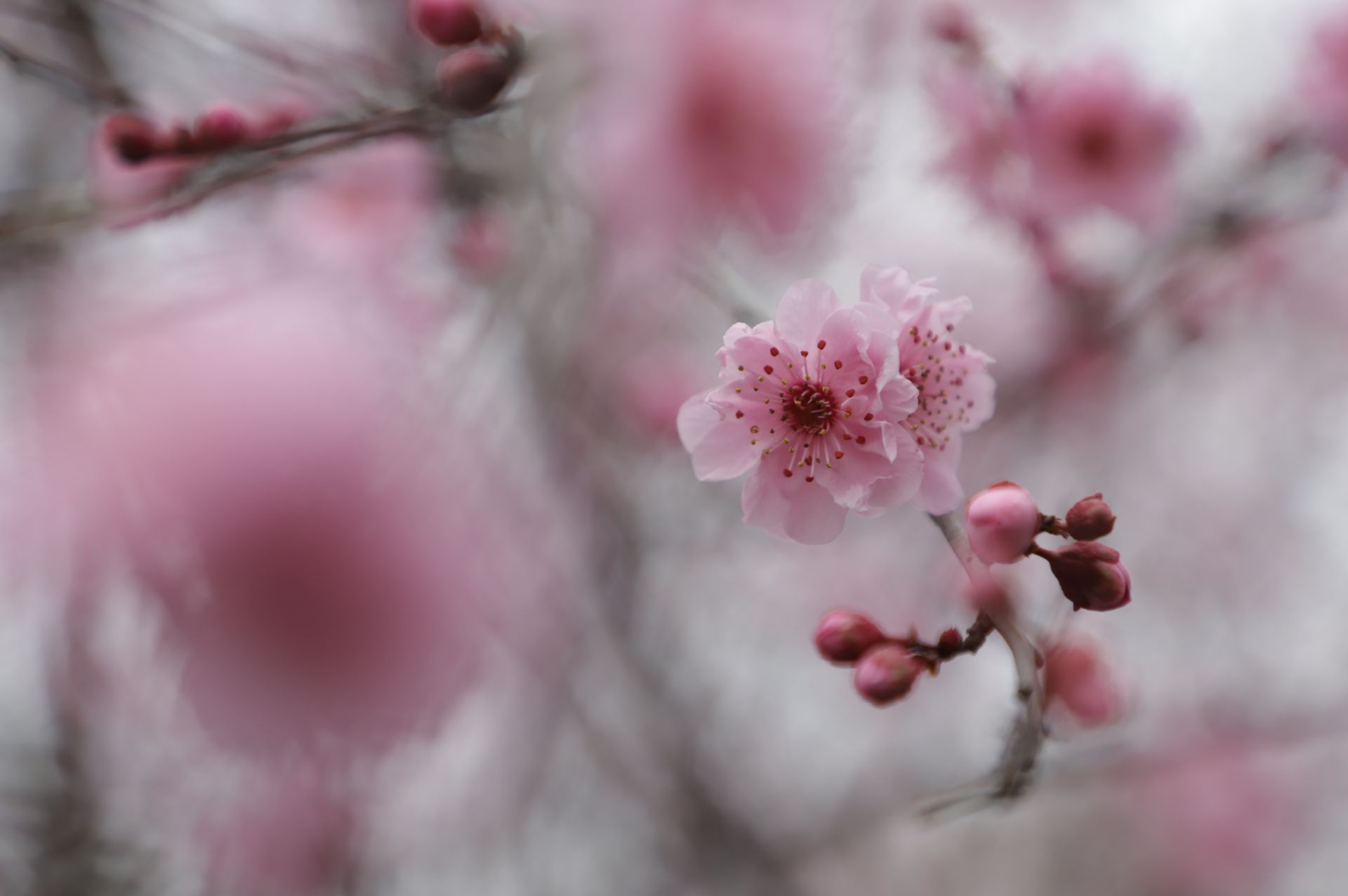 恩施巴东情人梅花开来水布垭上春山
