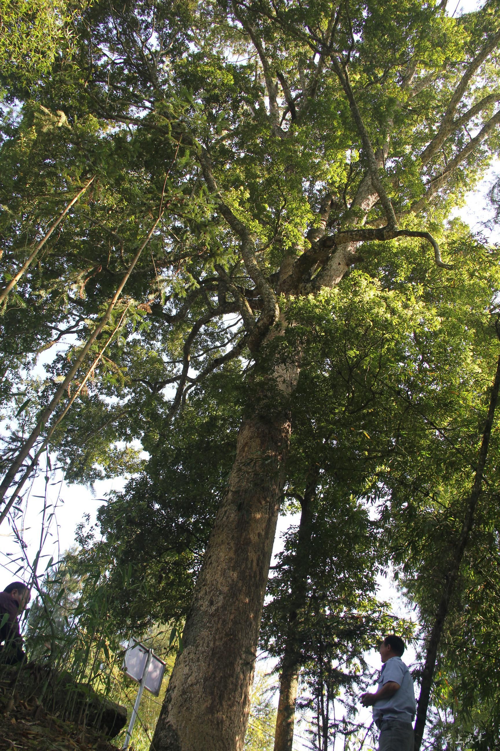 金丝楠木生长环境图片