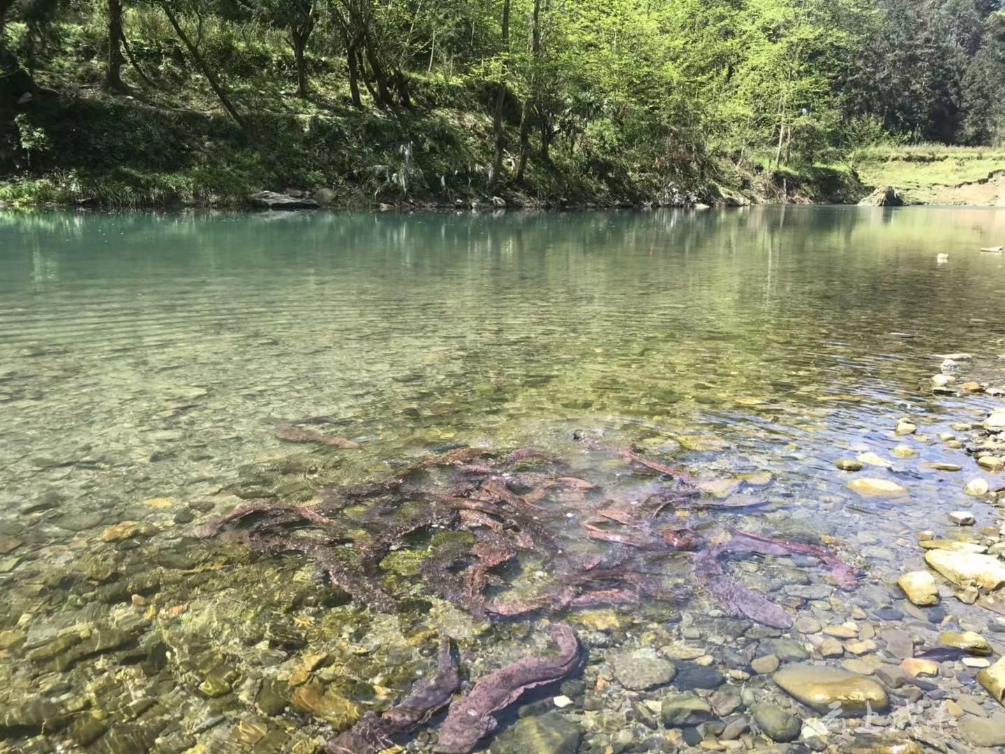 增殖放流700余斤大鲵安家咸丰唐崖河流域