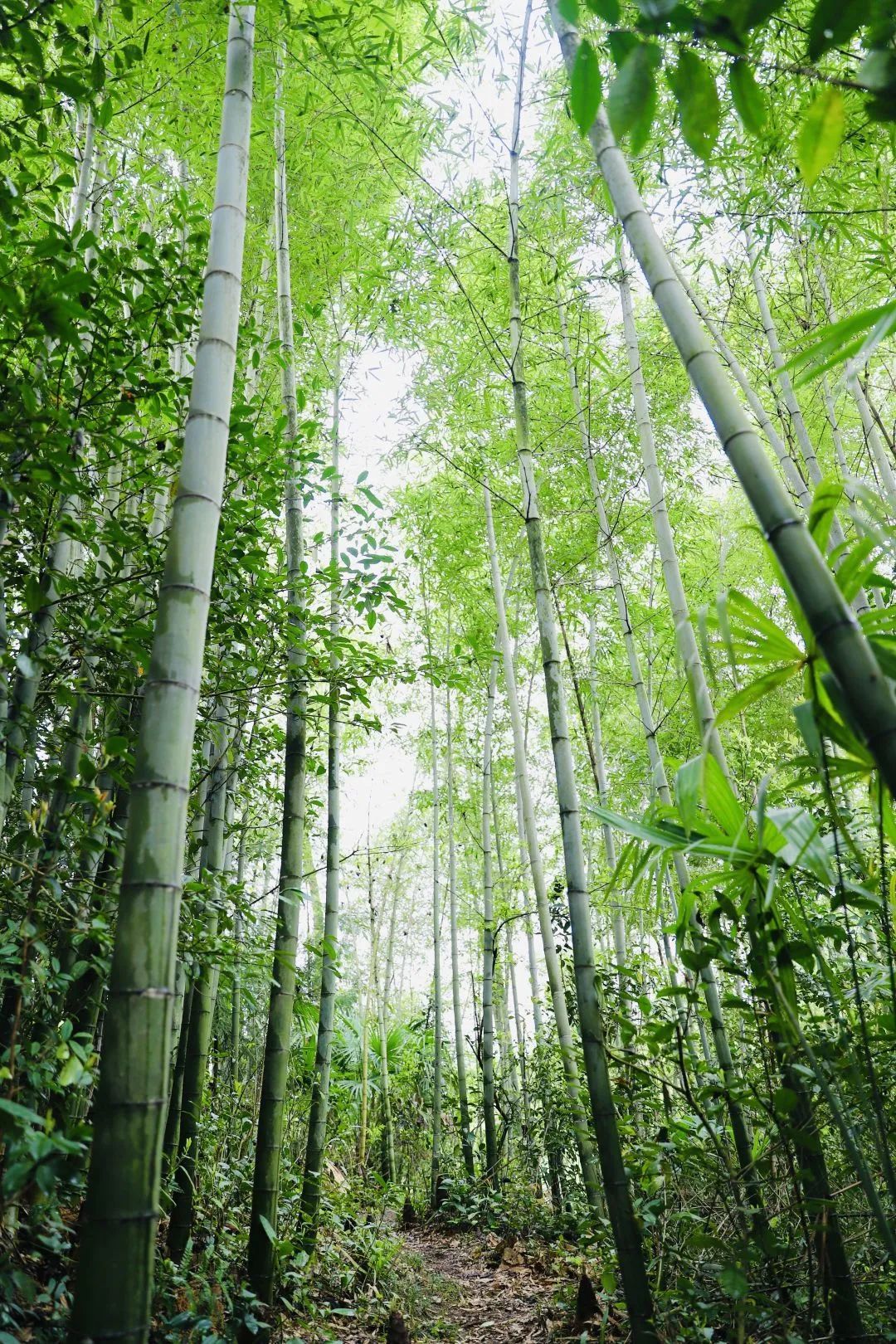 坪坝营赏竹沉醉竹林深呼吸