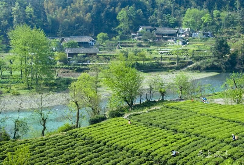 咸丰小村雨后采茶忙