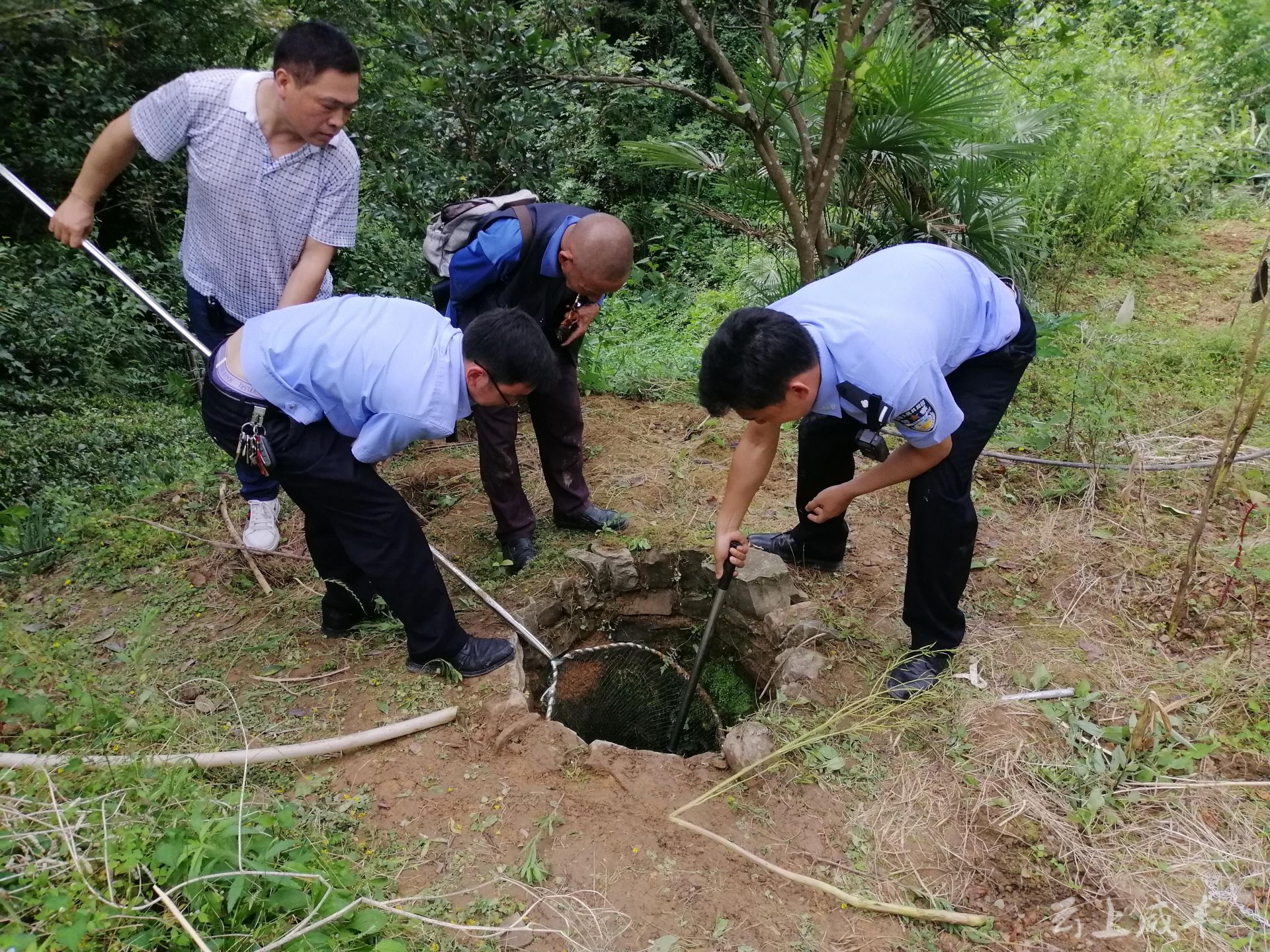 村民王金軒的求救電話,稱在自家一個廢棄的苕洞裡發現了兩隻野生拱豬