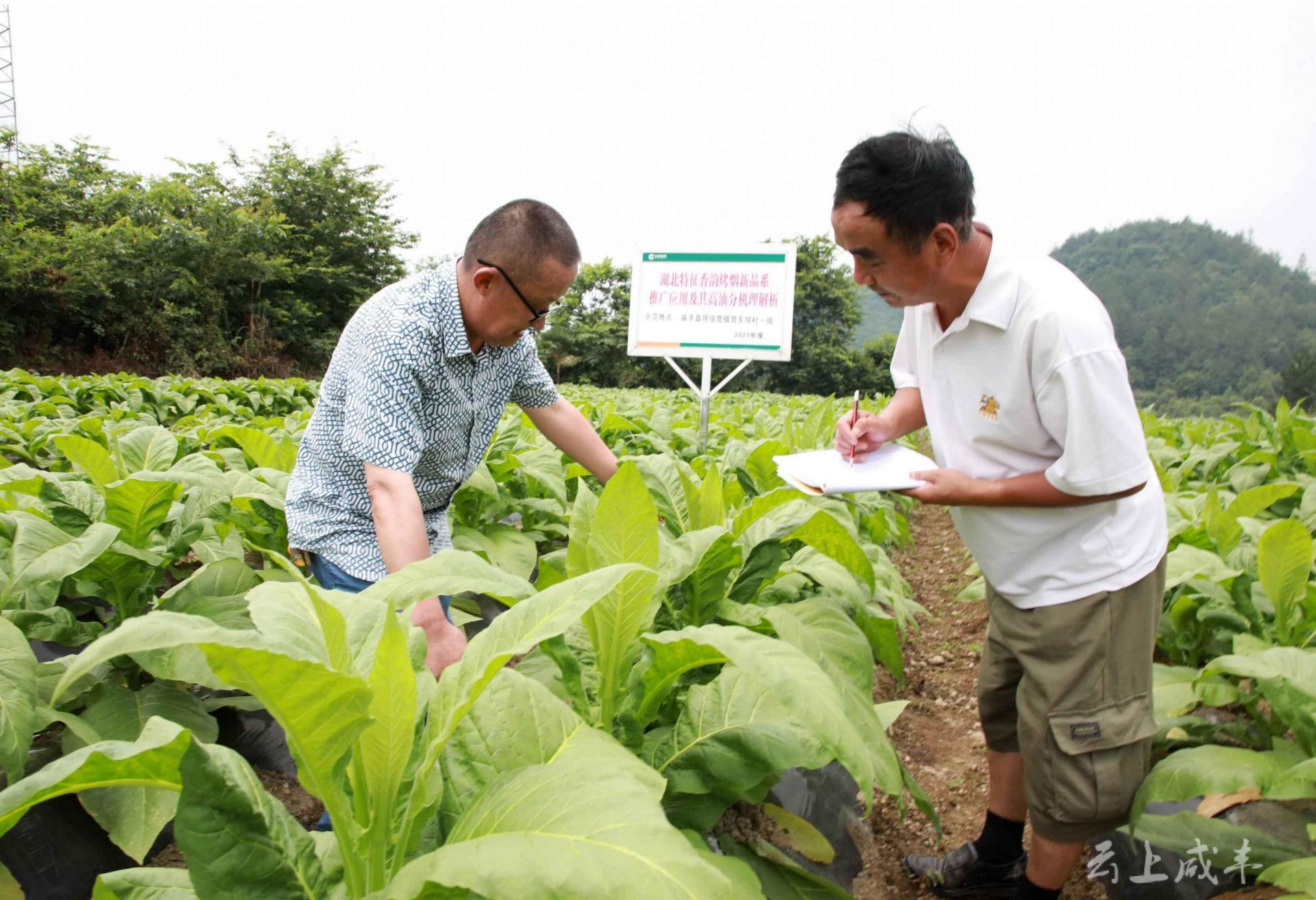 咸丰选育烤烟新品种增收进行时