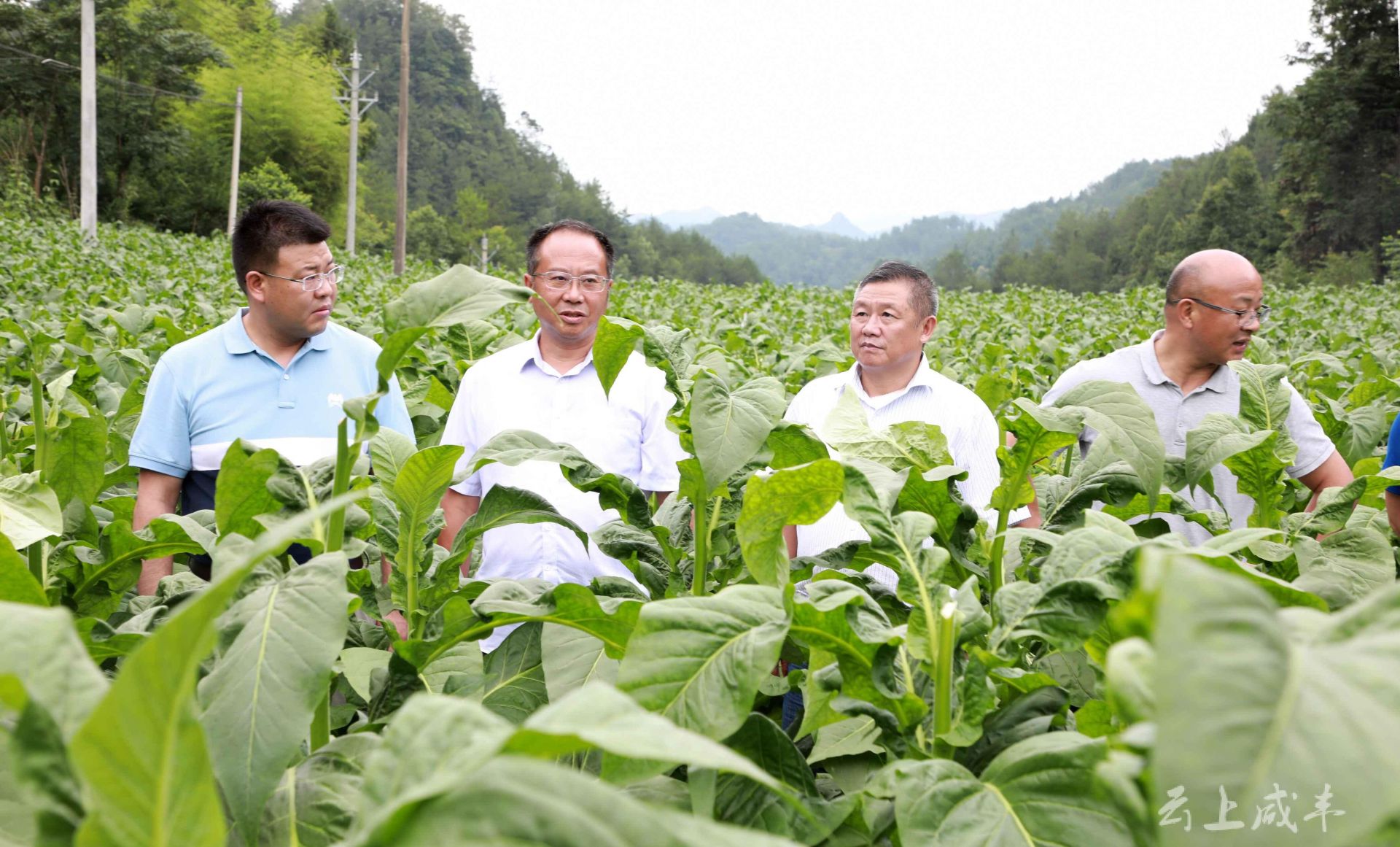 重慶菸草組團赴咸豐取經_長江雲 - 湖北網絡廣播電視臺官方網站