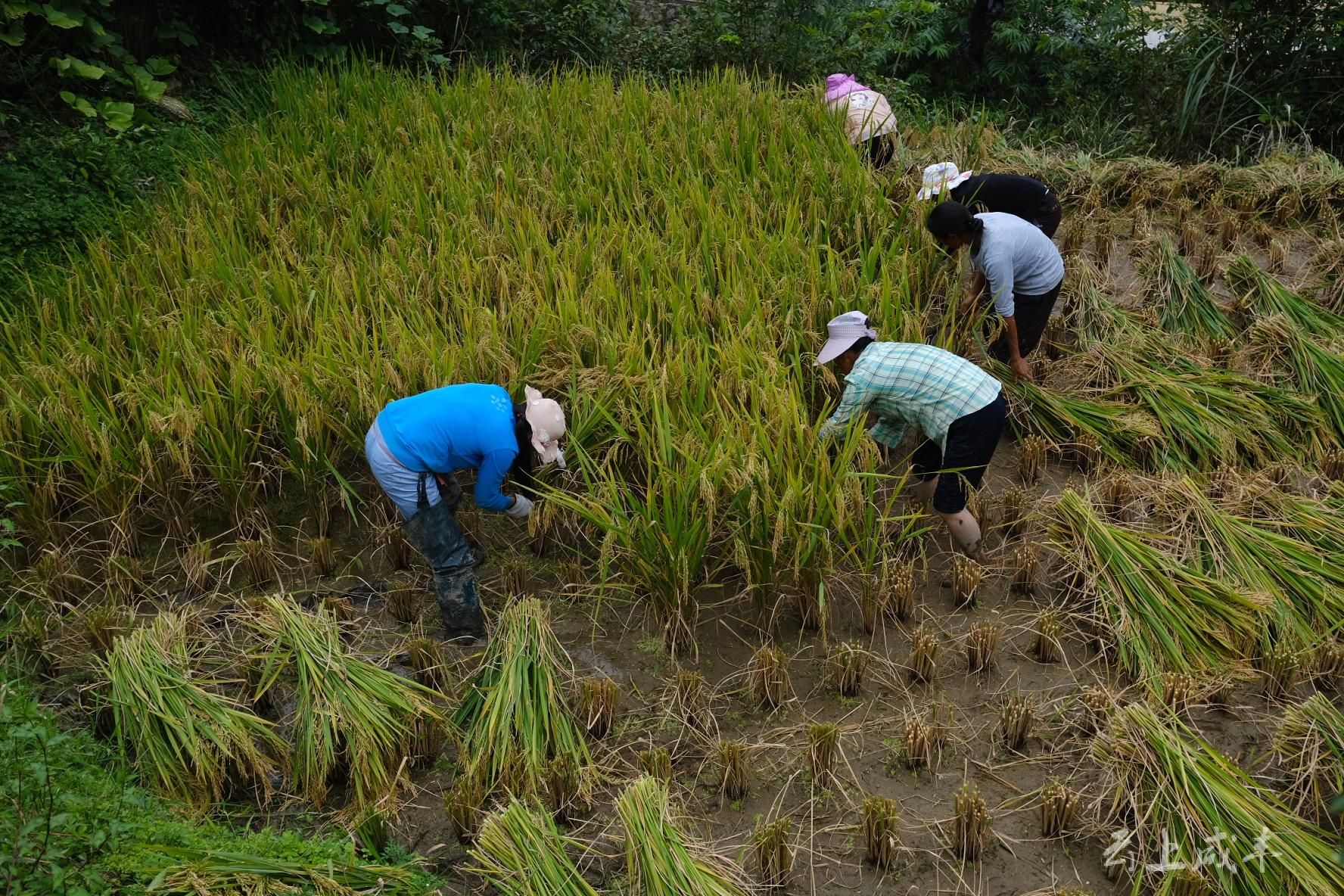 微风拂来之时,兴隆沟村稻田掀起阵阵稻浪,沉甸甸的谷穗压弯了稻秆