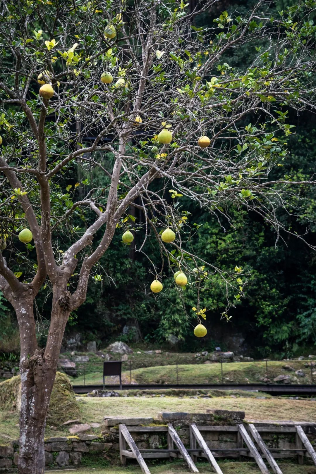 最是橙黄橘绿时丨秋天最馋人的味道怎能轻易错过