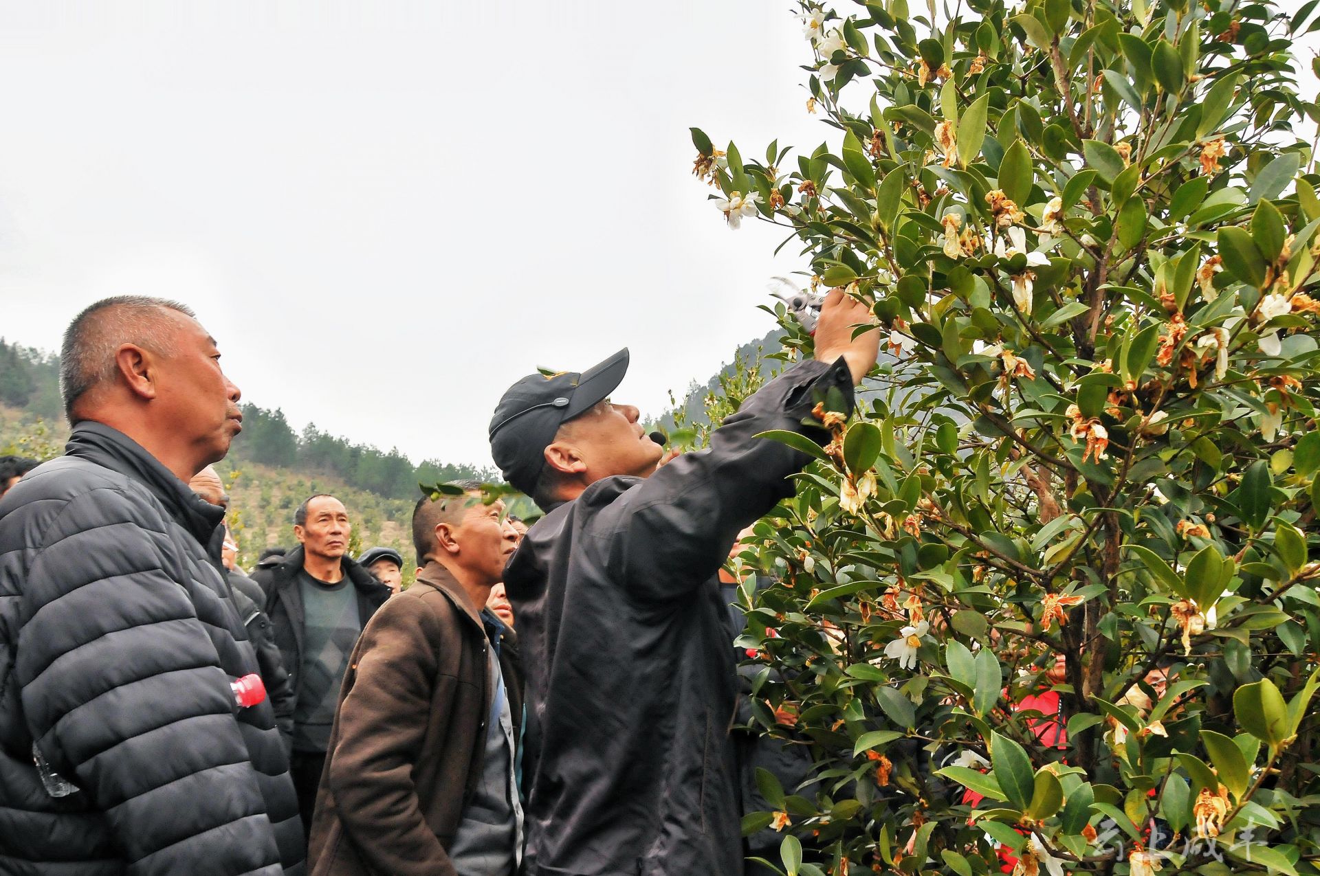 在油茶產業基地教學現場,全國優秀油茶樹修剪專家孫勇手把手地指導