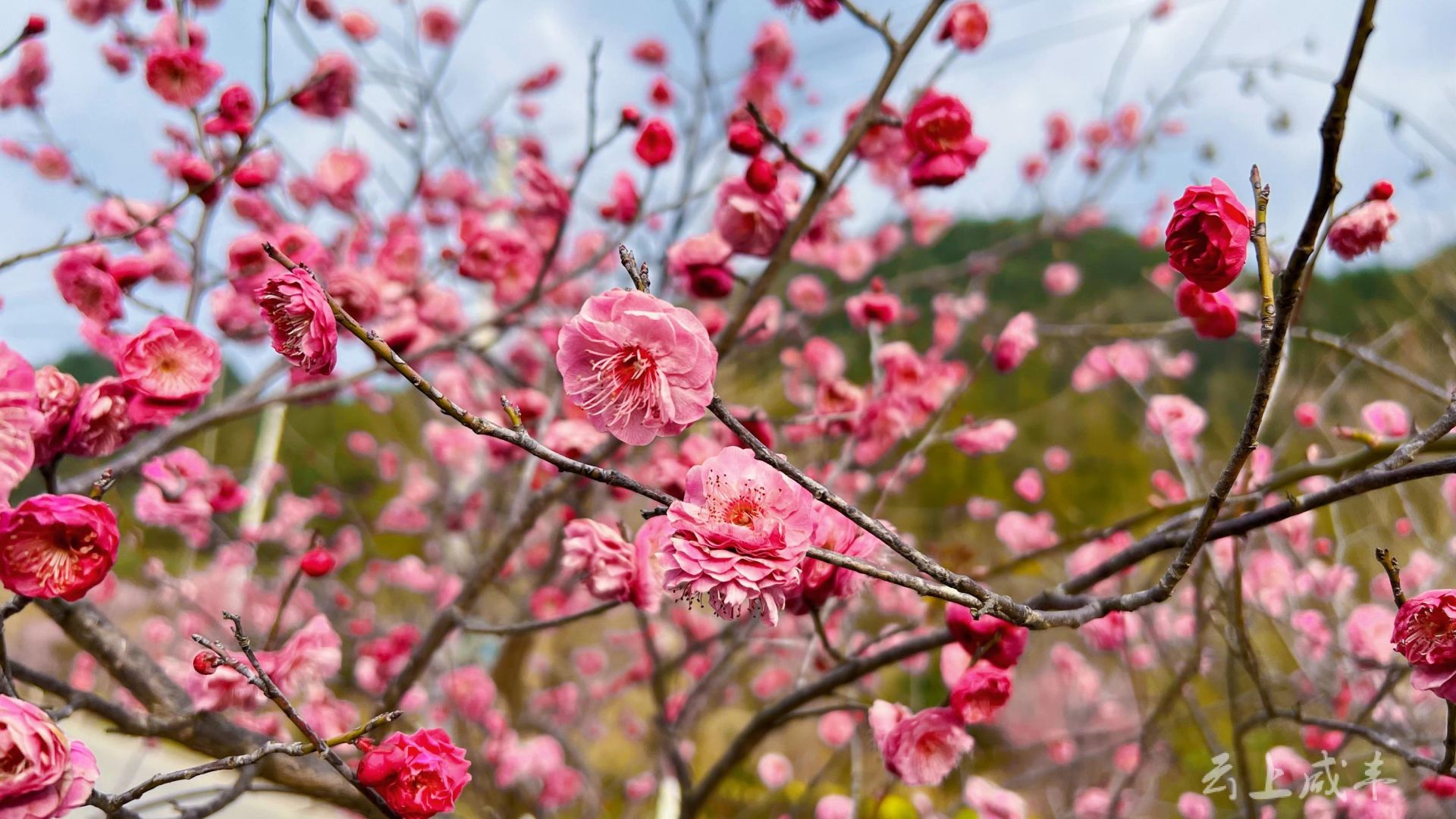 梅花朵图片大全大图图片