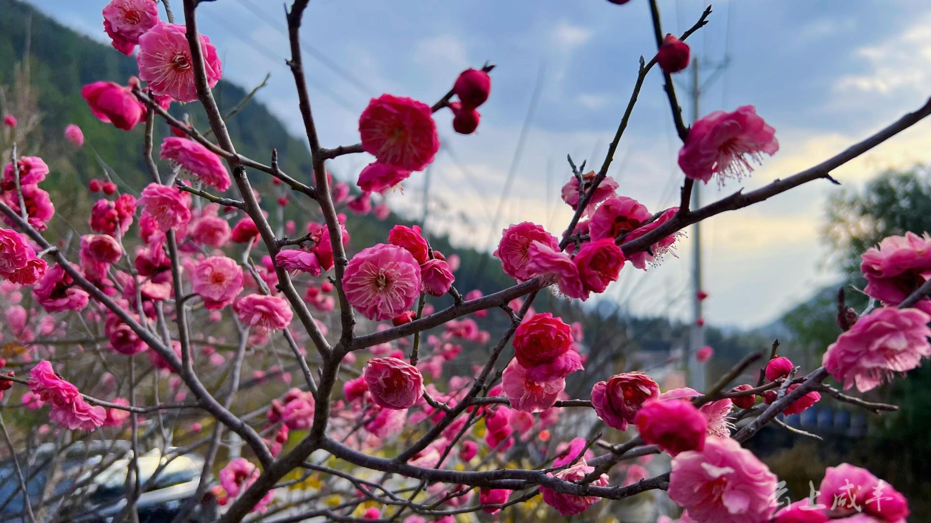 朵朵梅花咧嘴笑图片