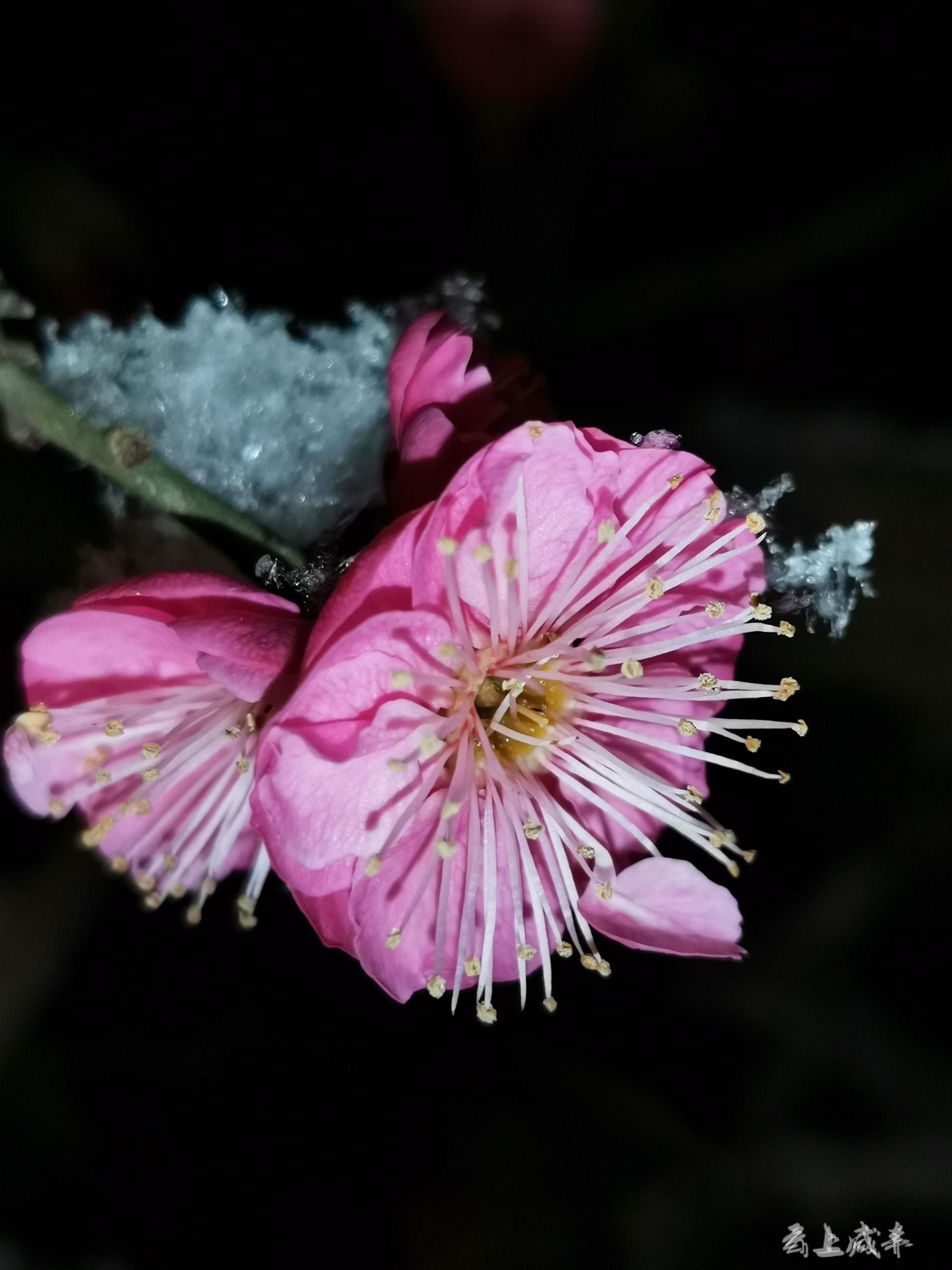 組圖不與桃李混芳塵咸豐梅花雪裡紅