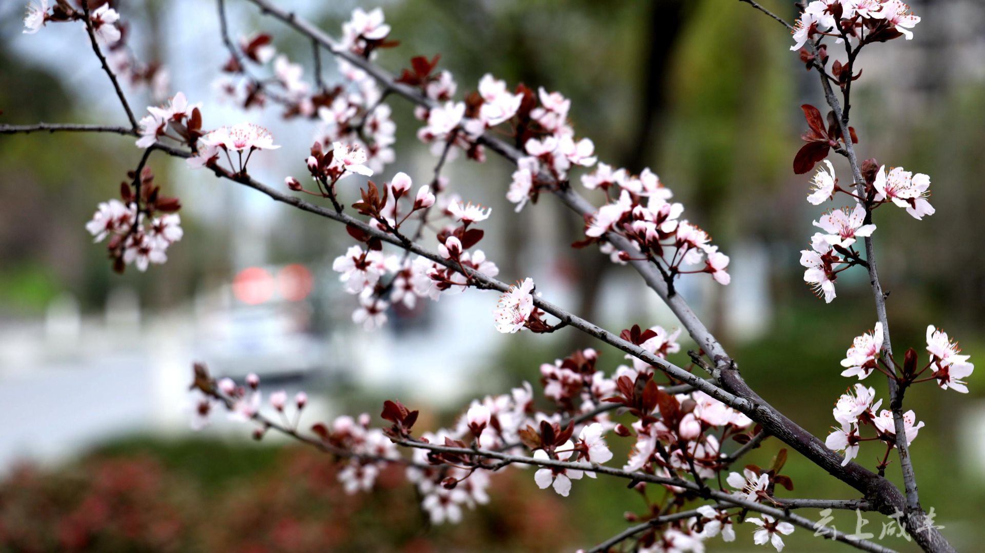 據瞭解,紅葉李也叫紫葉李,葉常年紫紅色,是著名觀葉樹種,每年春季開花