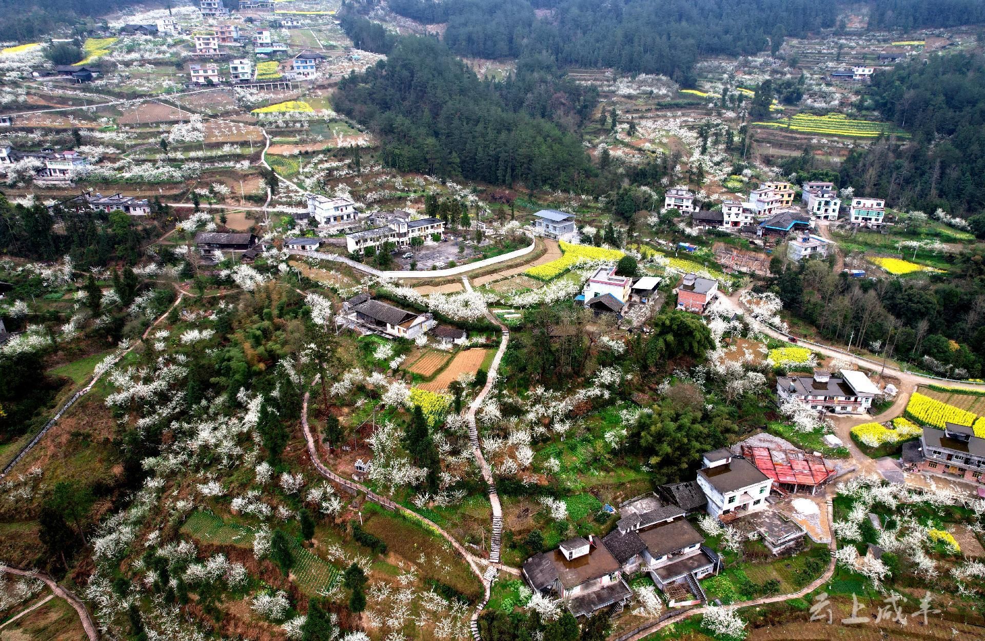 咸丰谭家坪李花盛放春意浓