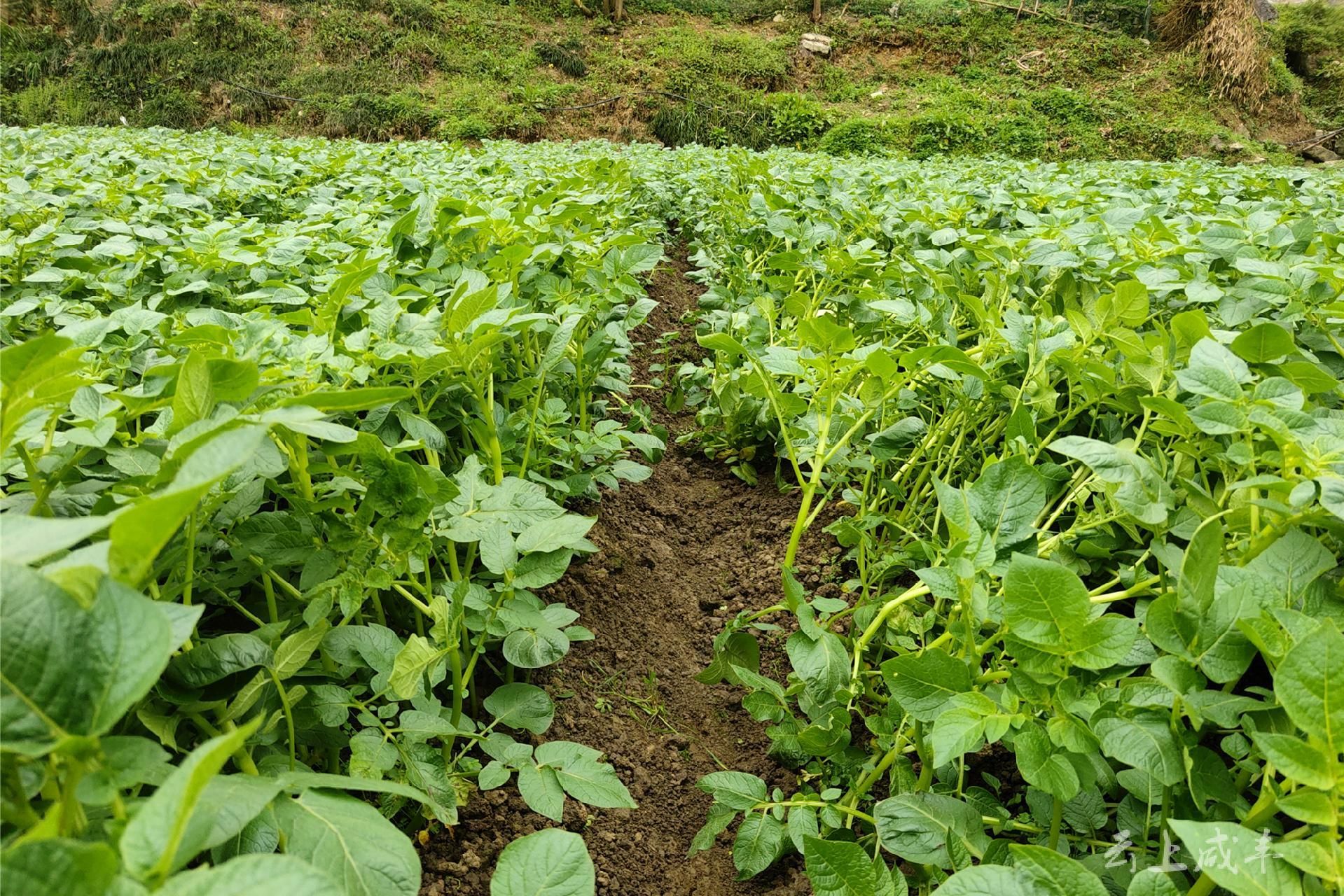 确保19万亩稳产保收咸丰将马铃薯种植及晚疫病防治技术送到田间地头