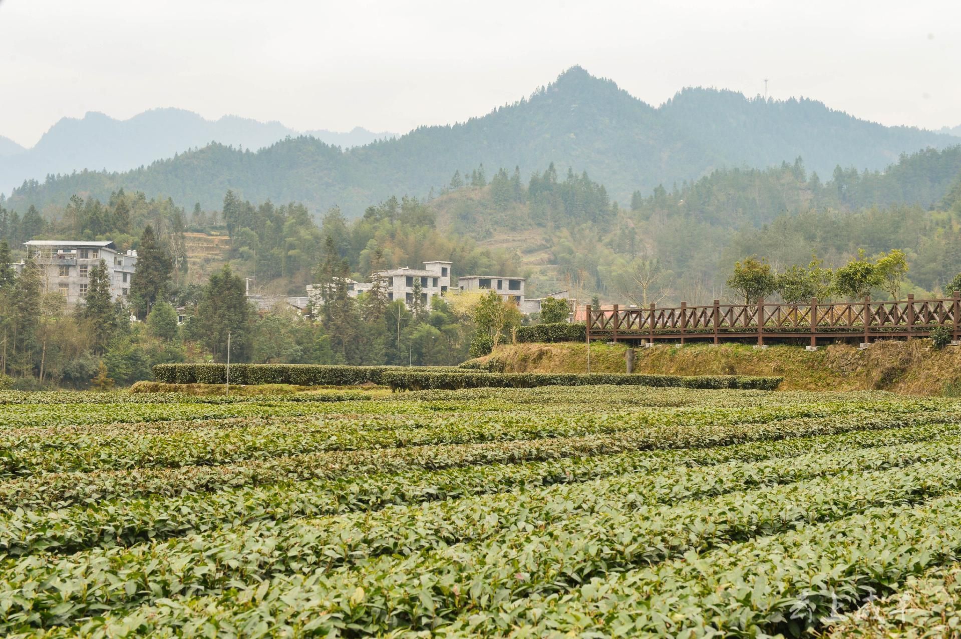 高乐山镇龙坪:春日采茶忙_长江云 - 湖北网络广播电视台官方网站