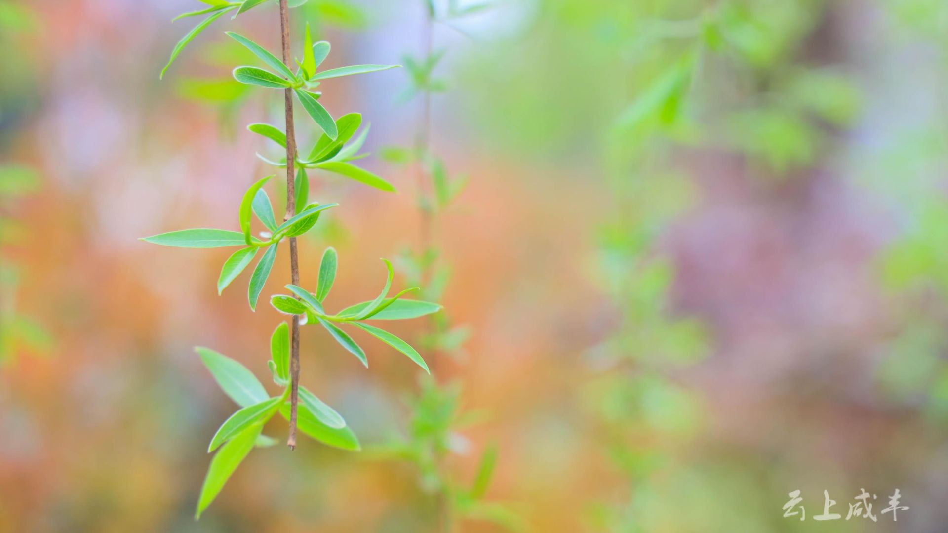 咸丰:三月春风骀荡 垂柳轻拂栏杆