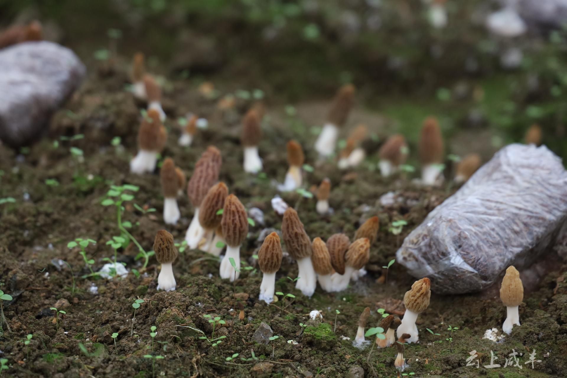 咸丰忠堡镇马倌屯村羊肚菌喜获丰收