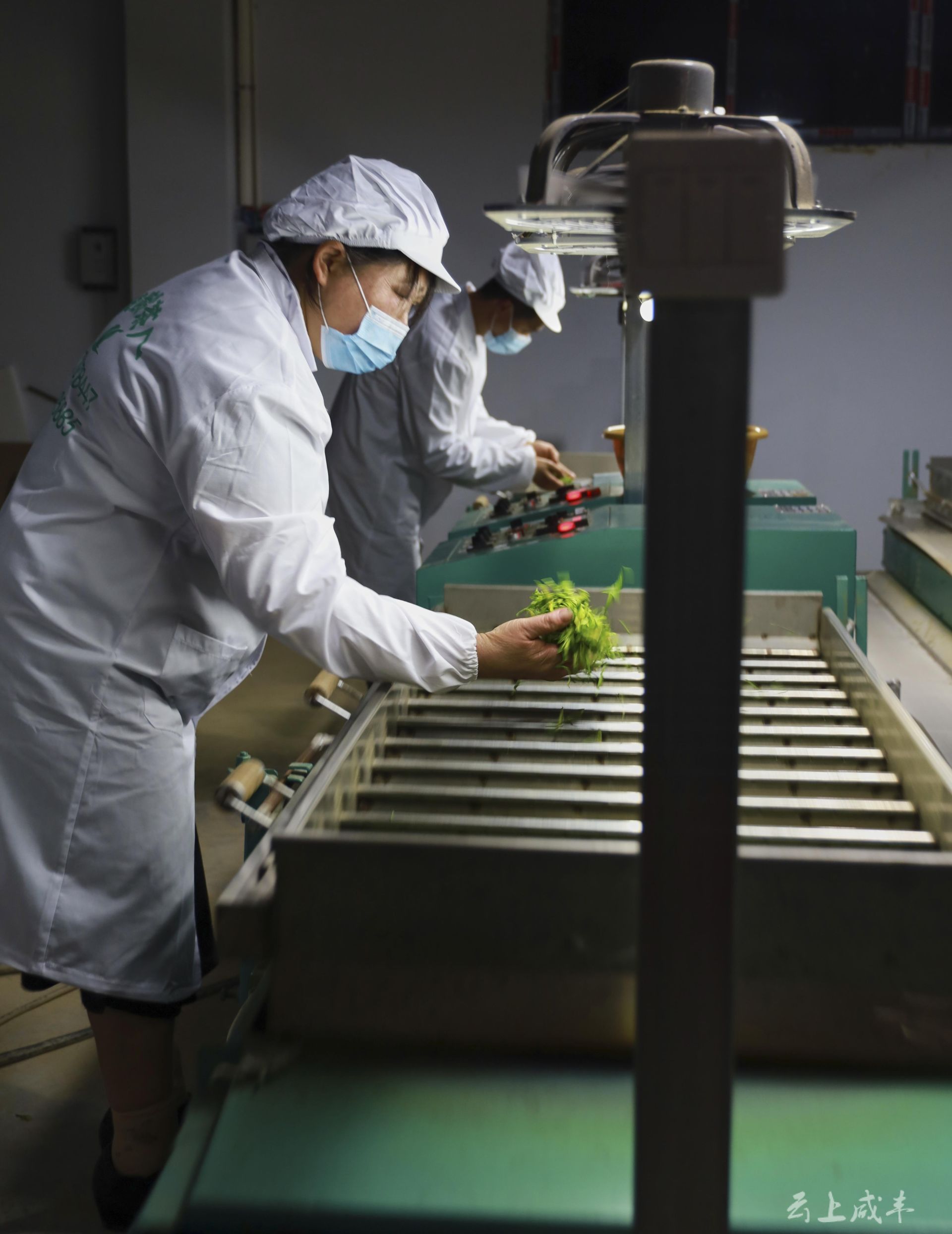 咸丰:村民返乡办茶厂 免费制茶带乡亲增收