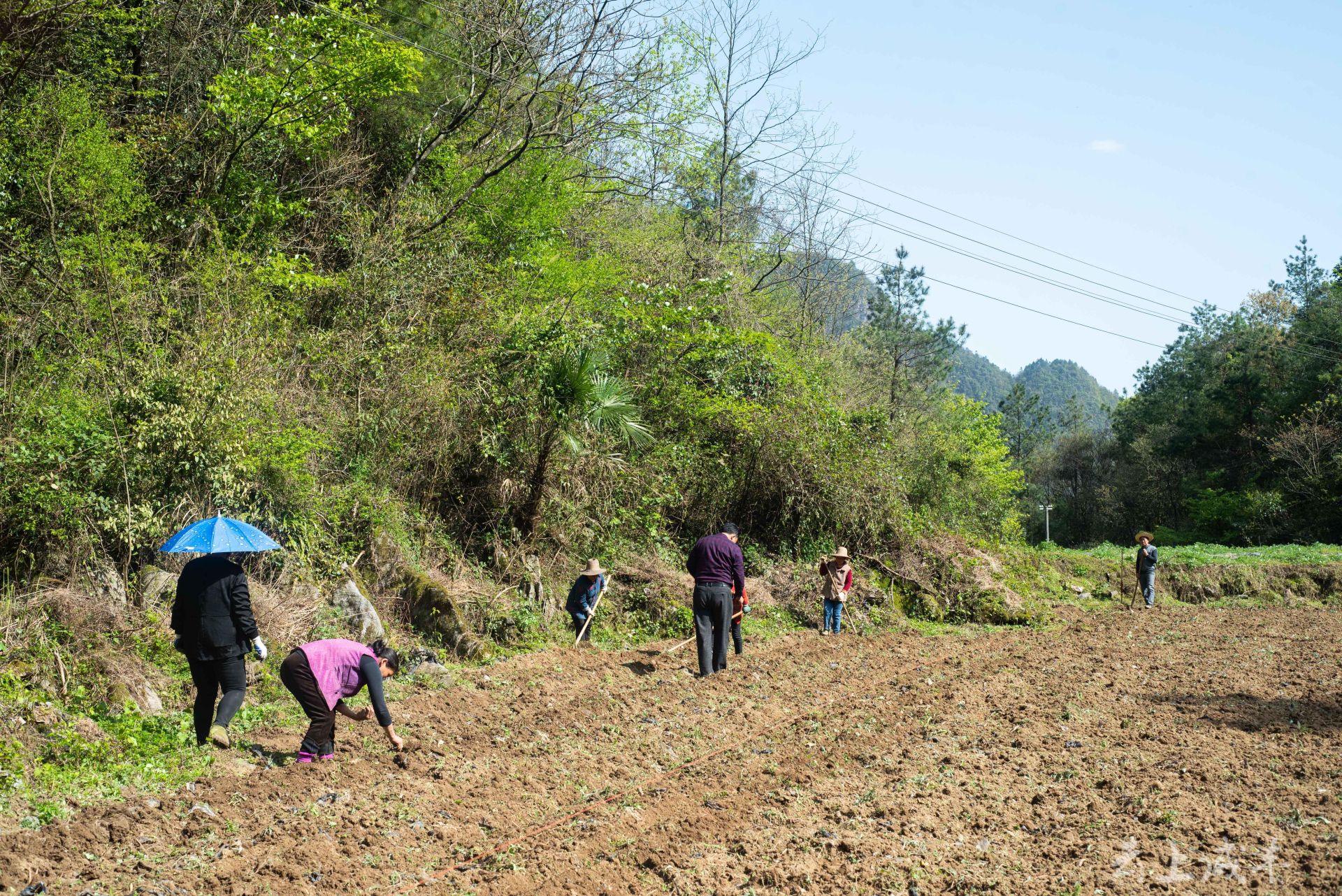 咸丰县高乐山镇:中药材基地黄精种植忙_长江云 - 湖北网络广播电视台