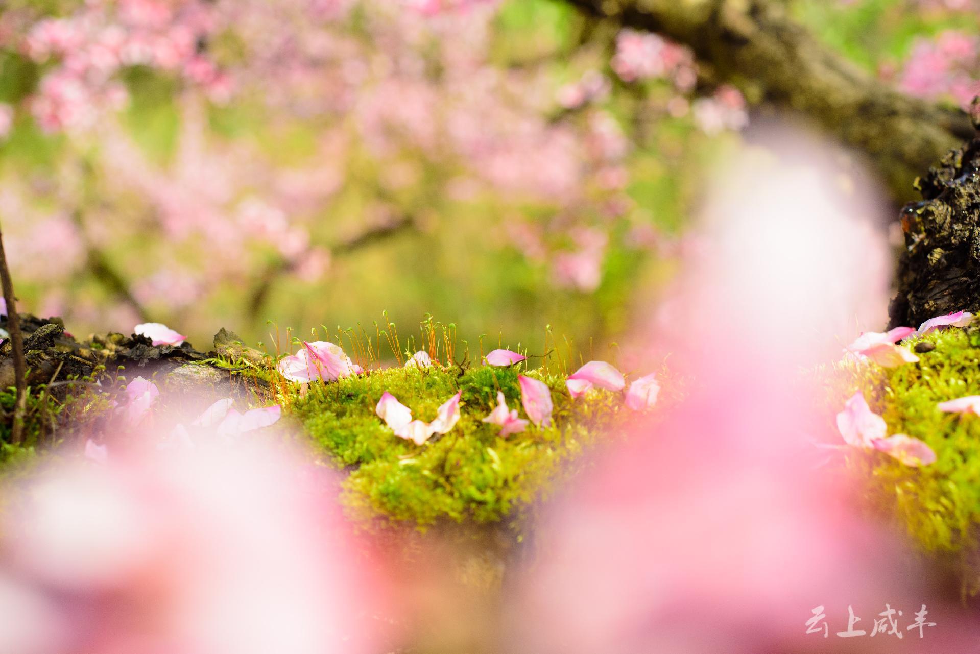 咸丰桃花多姿多彩田园风景如画