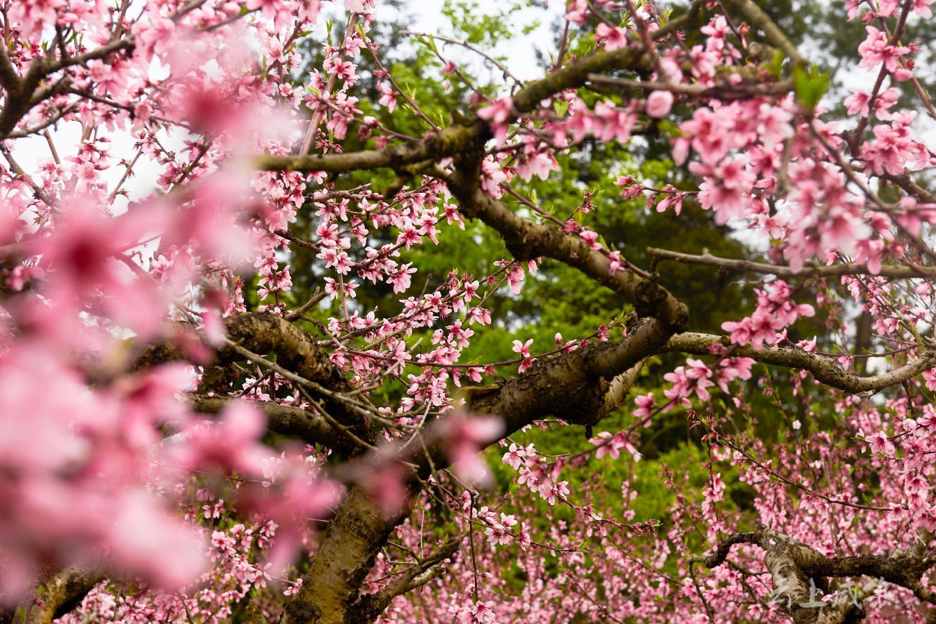 咸丰桃花多姿多彩田园风景如画