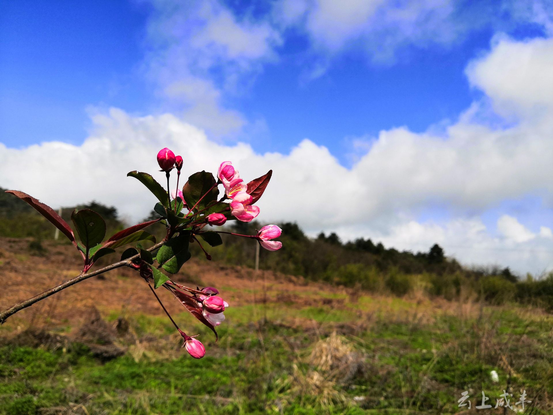 省级湿地自然保护区咸丰二仙岩02春花尽芳华