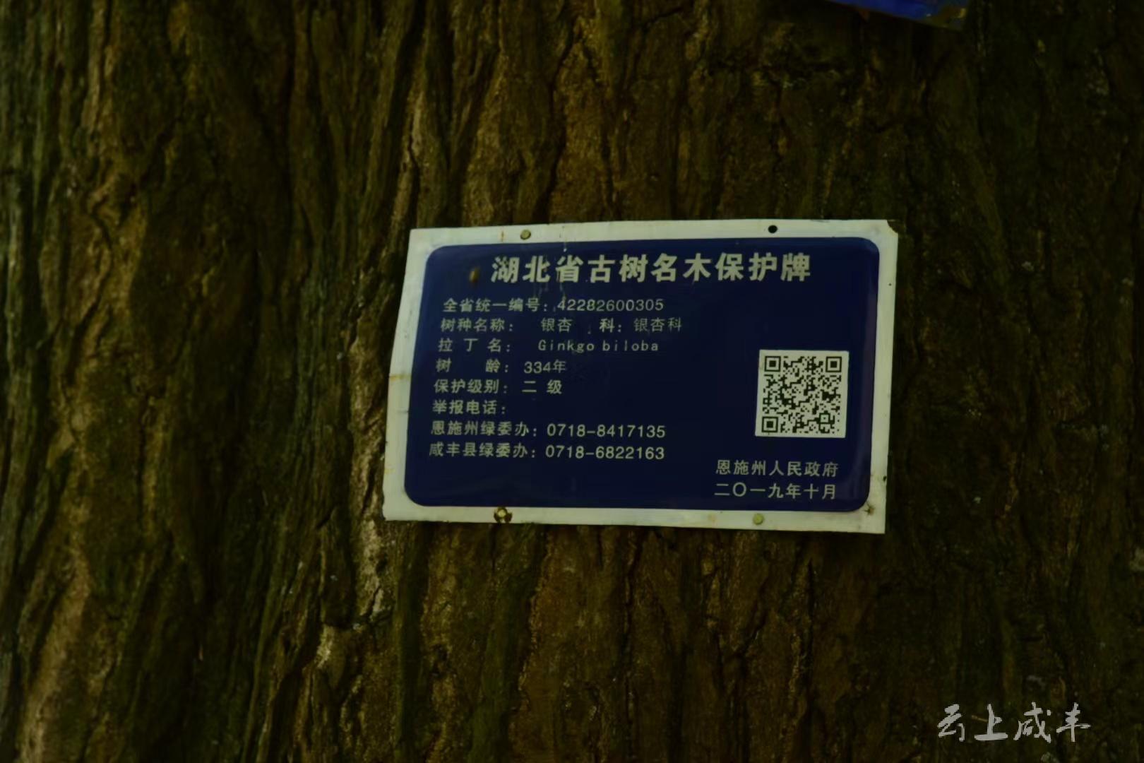 咸丰白果坝春来满眼绿百年古树焕新颜