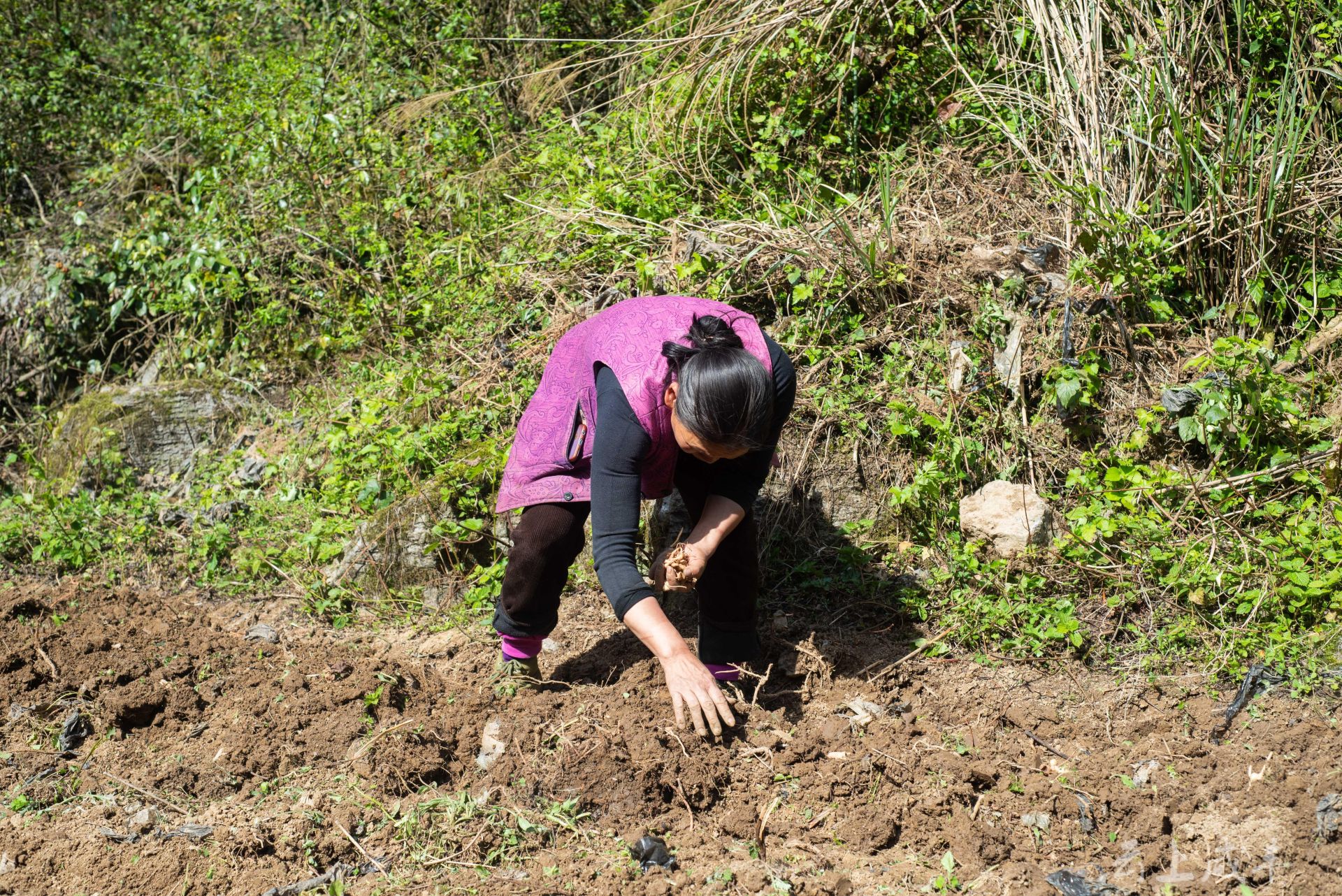 咸丰县高乐山镇:中药材基地黄精种植忙_长江云 - 湖北网络广播电视台