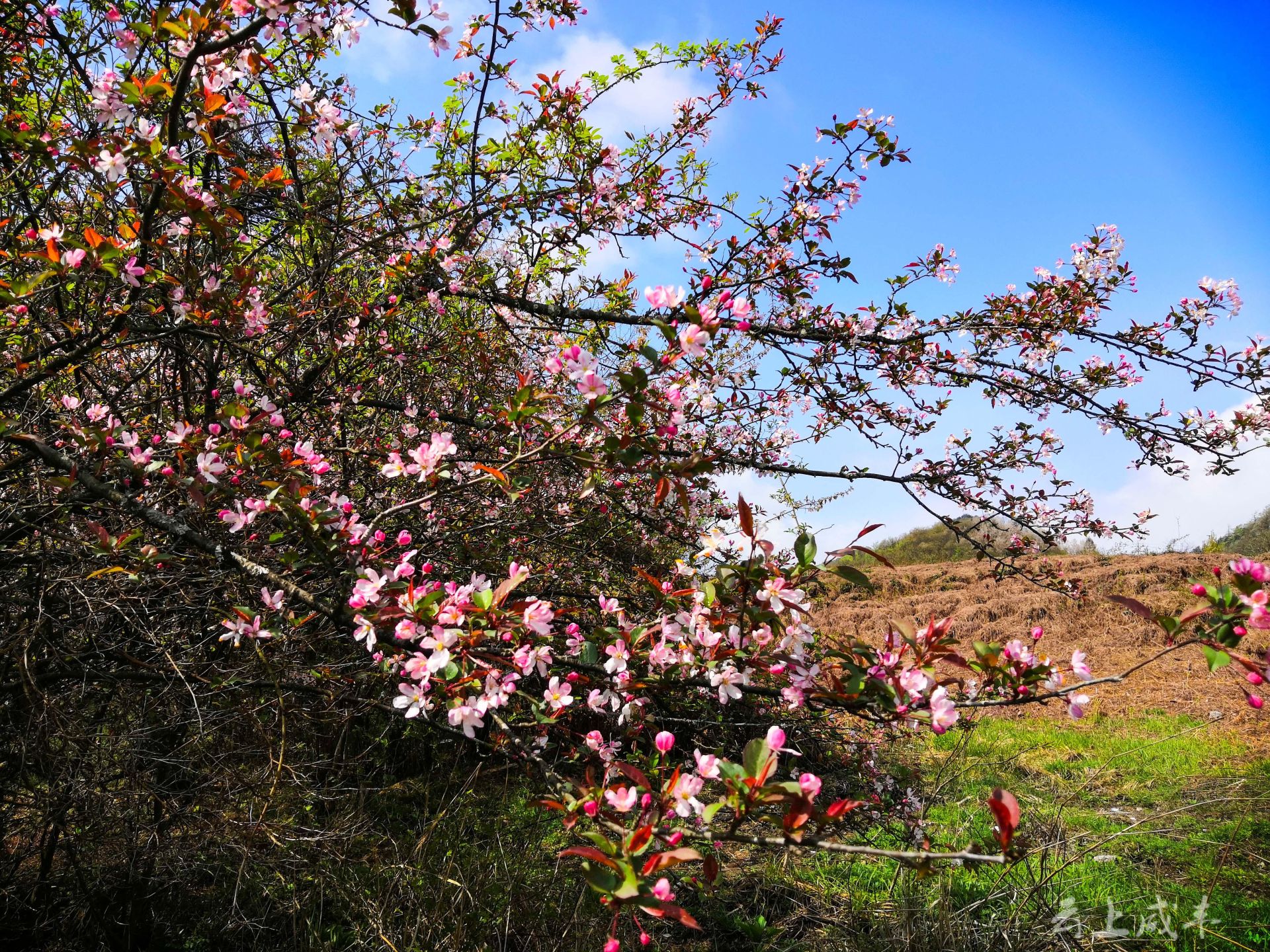 省级湿地自然保护区咸丰二仙岩02春花尽芳华