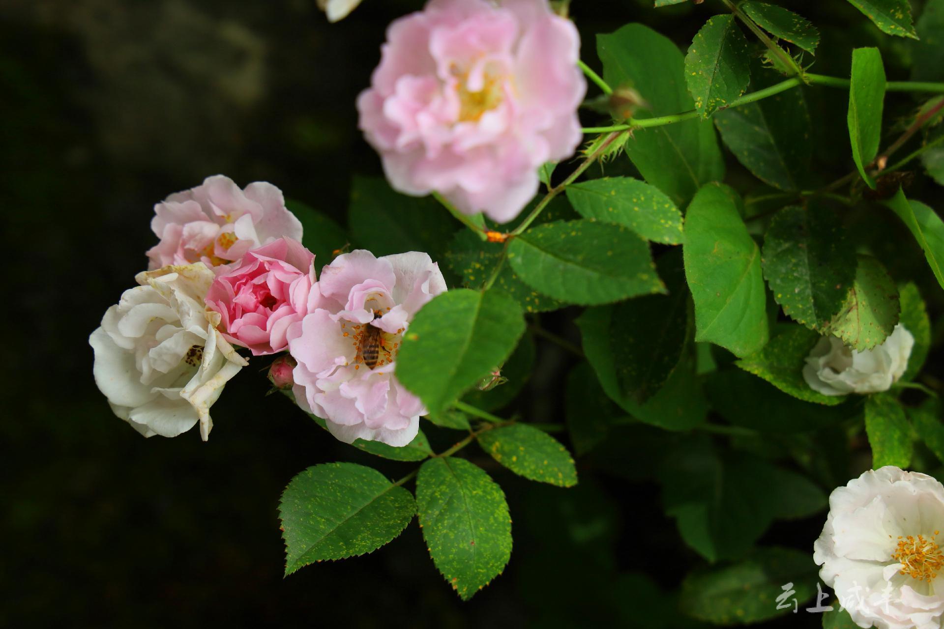 薔薇是薔薇科薔薇屬的統稱,很有多種類.