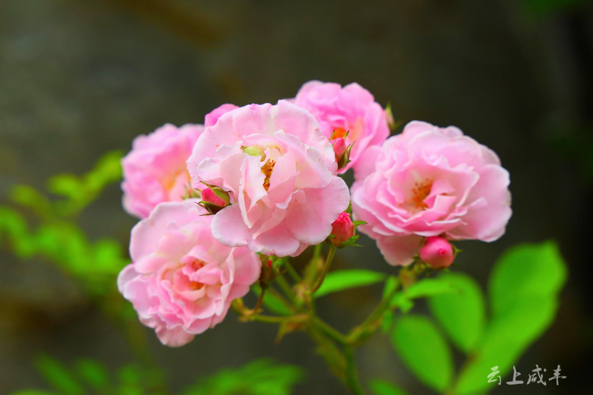 蔷薇花的种类图片