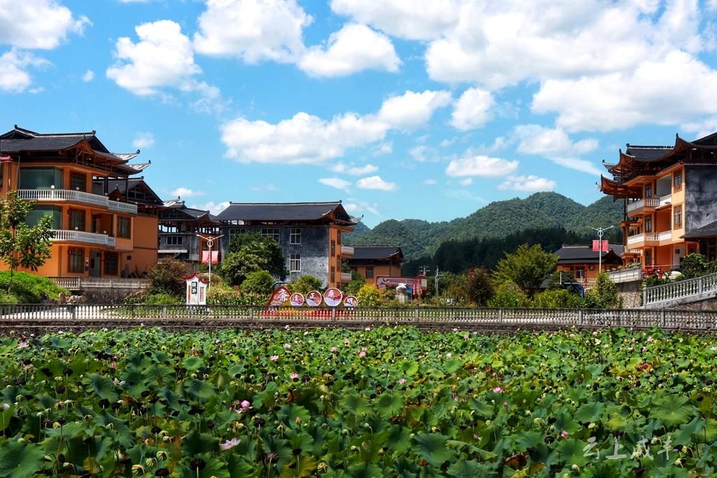 咸丰清坪镇风清气正莲花朵朵开