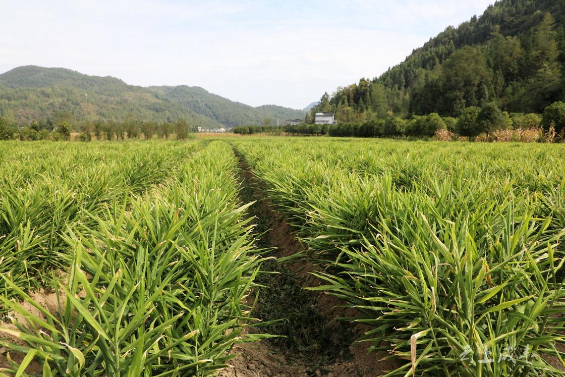 咸丰种植大户烟姜轮作种植一年喜获双金