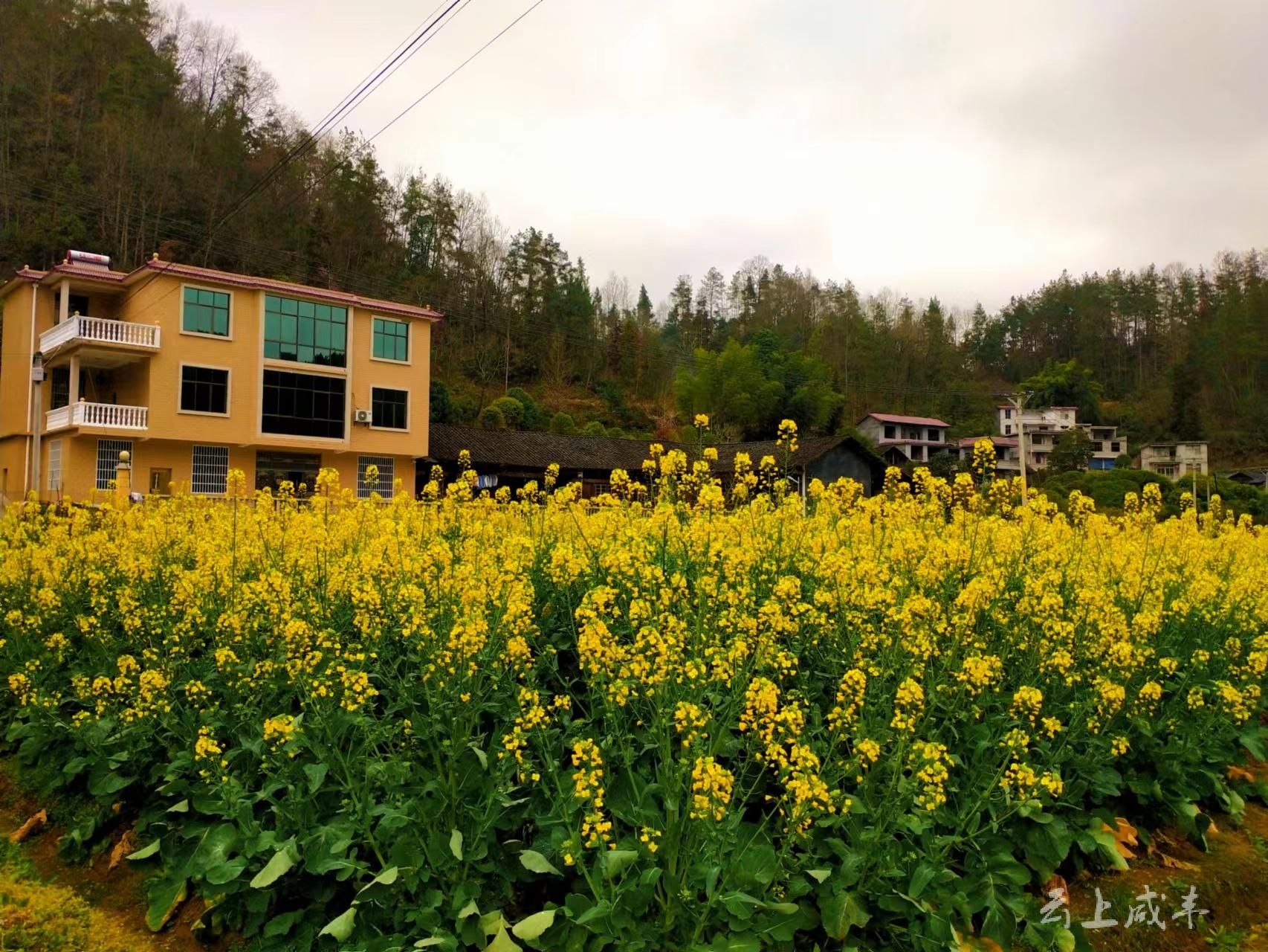 恩施咸丰县清坪镇阳春三月乡村花开美如画