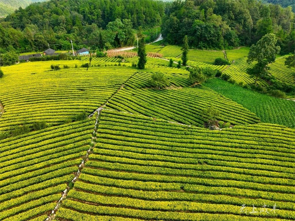 图集丨恩施咸丰:山乡茶园秋色如画_长江云 - 湖北网络广播电视台官方