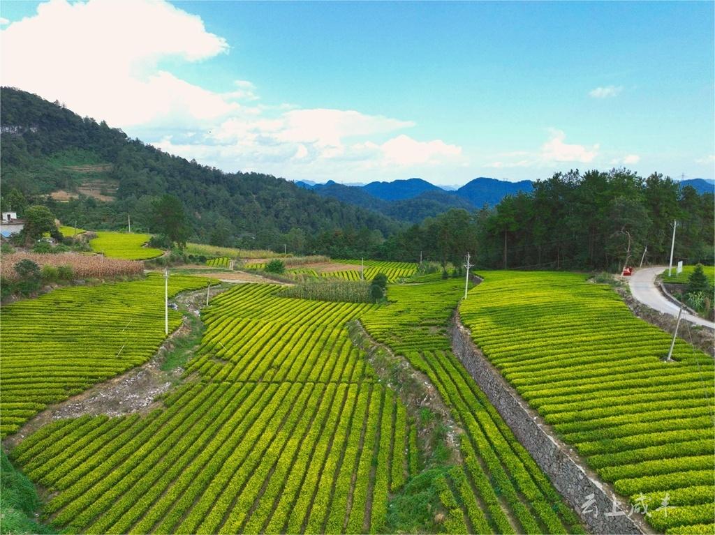 图集丨恩施咸丰山乡茶园秋色如画