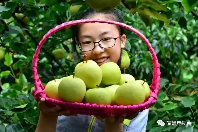 宣恩黄金梨采摘节圆满落幕,原来"梨王""梨后"长这样······_云上