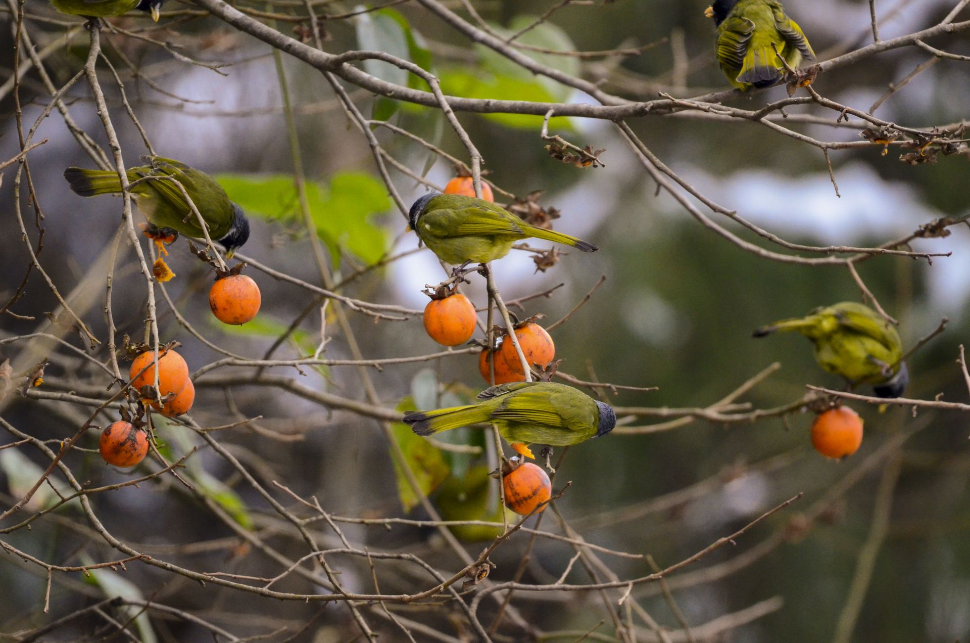 来源:宣恩县融媒体中心 唐今朝 通讯员 汪国超 田自红