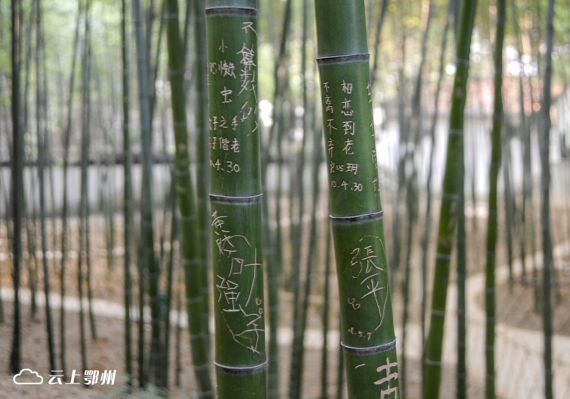 景区竹林应不应该让游客刻字