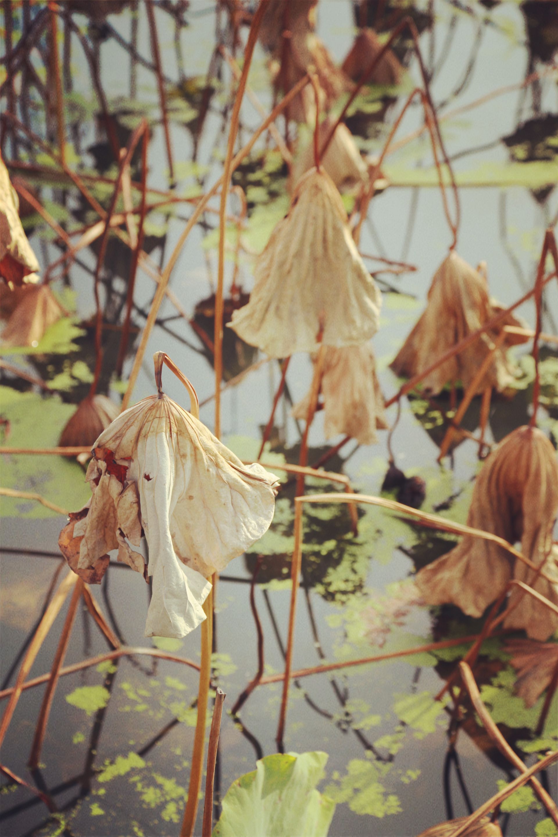 鄂州风光晚秋枯荷