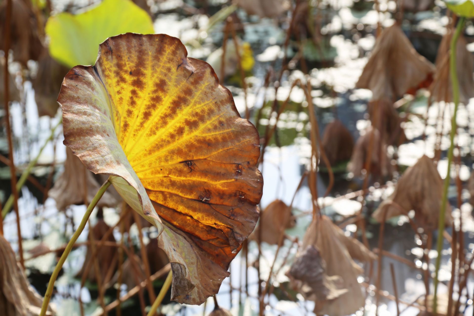 鄂州风光晚秋枯荷
