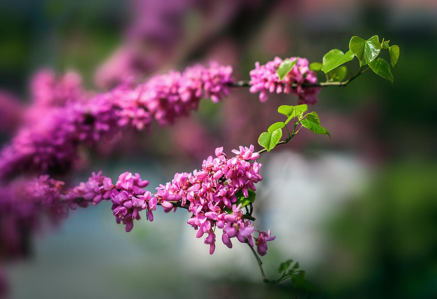 春上紫荆花满枝桠