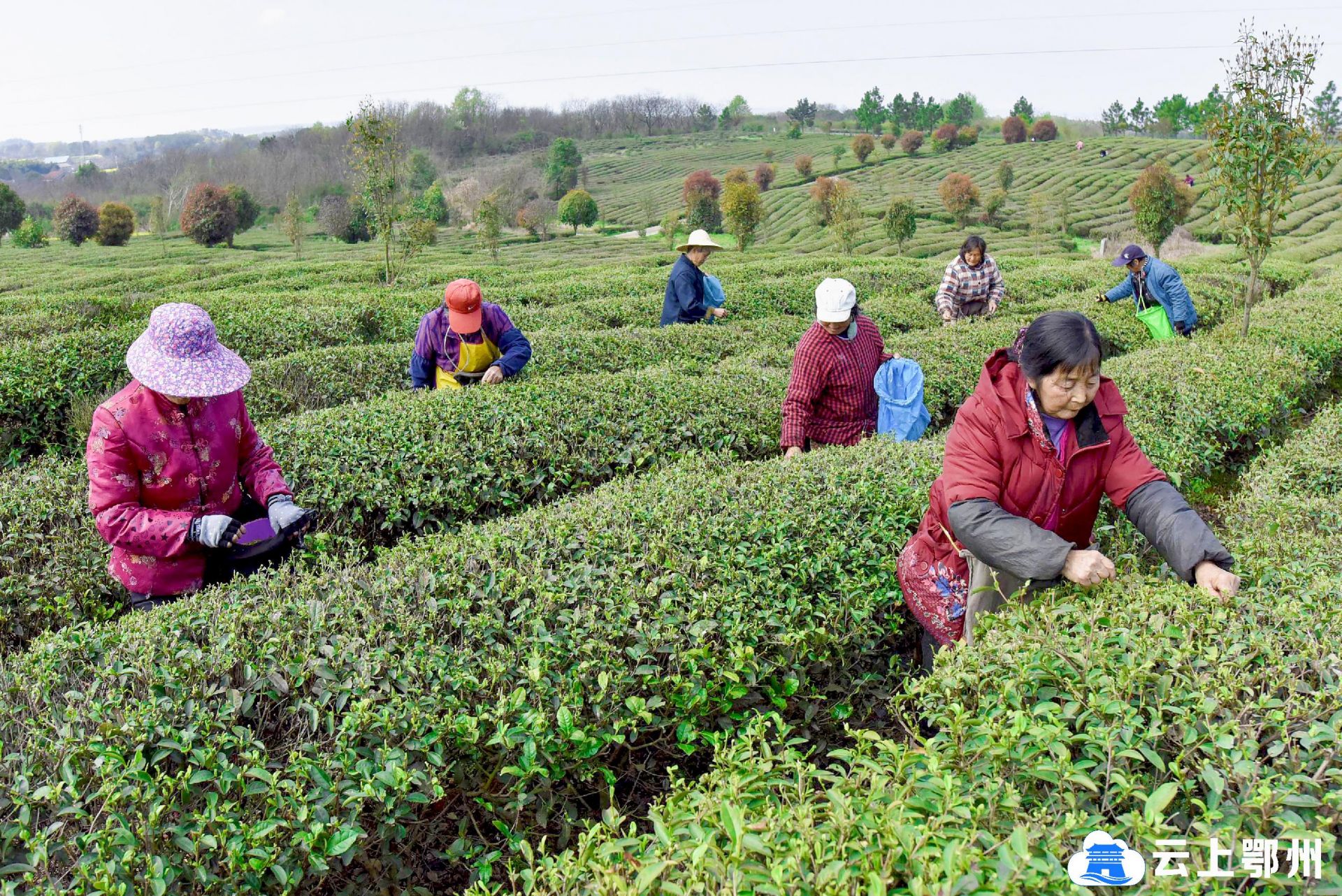 昨日,采茶女在沼山镇梁湖碧玉有机茶示范基地采摘春茶.