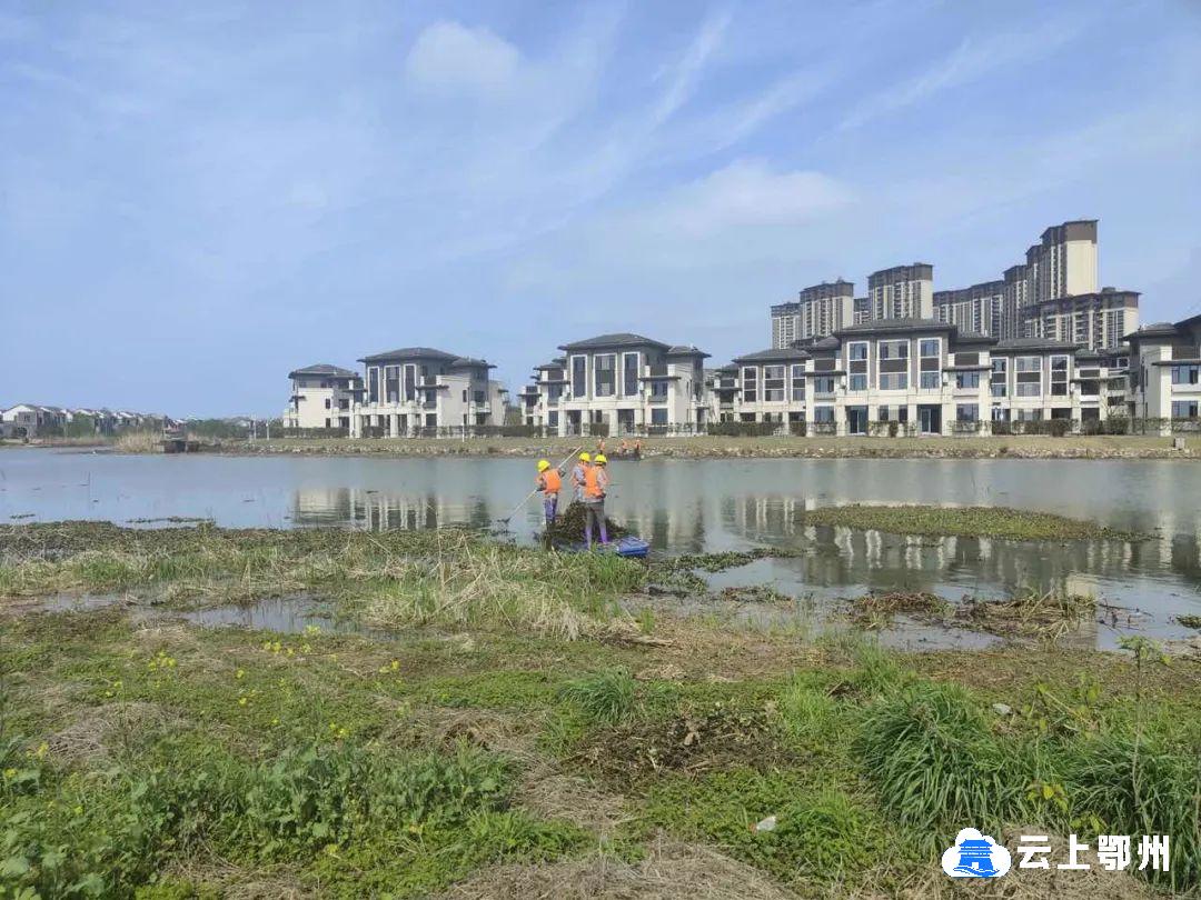 绿色示范:梧桐湖生态环境修复,重拾江南梦里水乡_云上鄂州