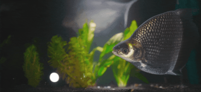 8501777ac0bda0196468f41291b3c5a6_640_wx_fmt=gif.gif
